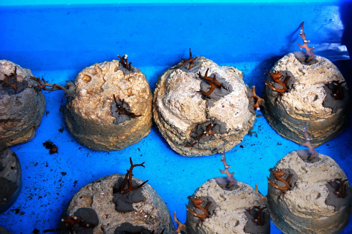 Coral Spawning Efforts Boost Hope for Florida Reefs