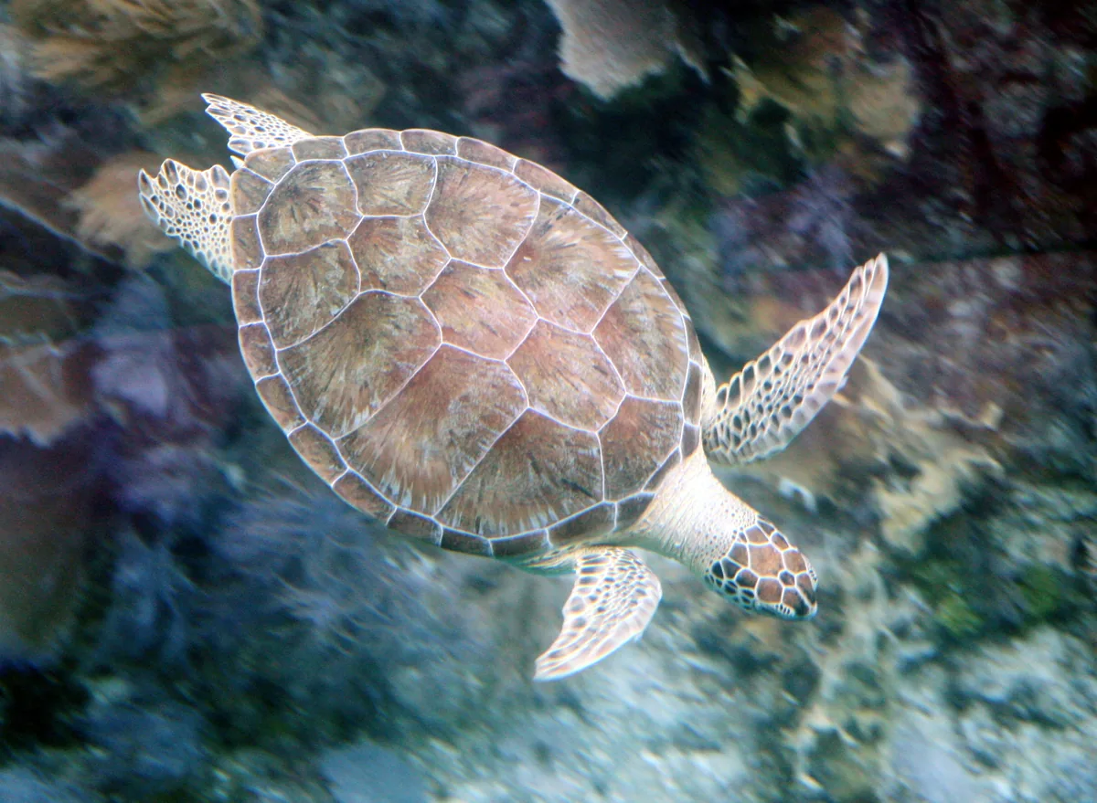 Florida Keys Marine Heatwave Prompts Conservation Efforts