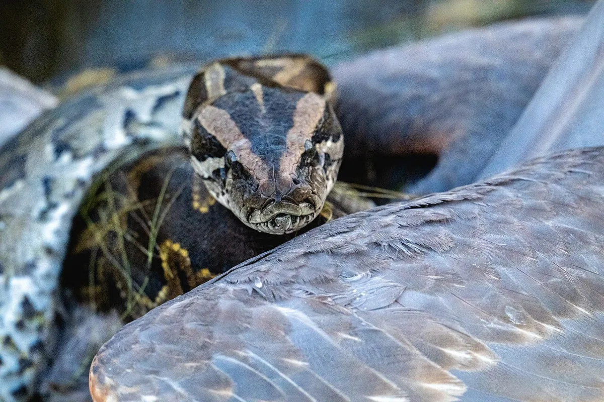 Florida Python Challenge Aims to Control Invasive Species