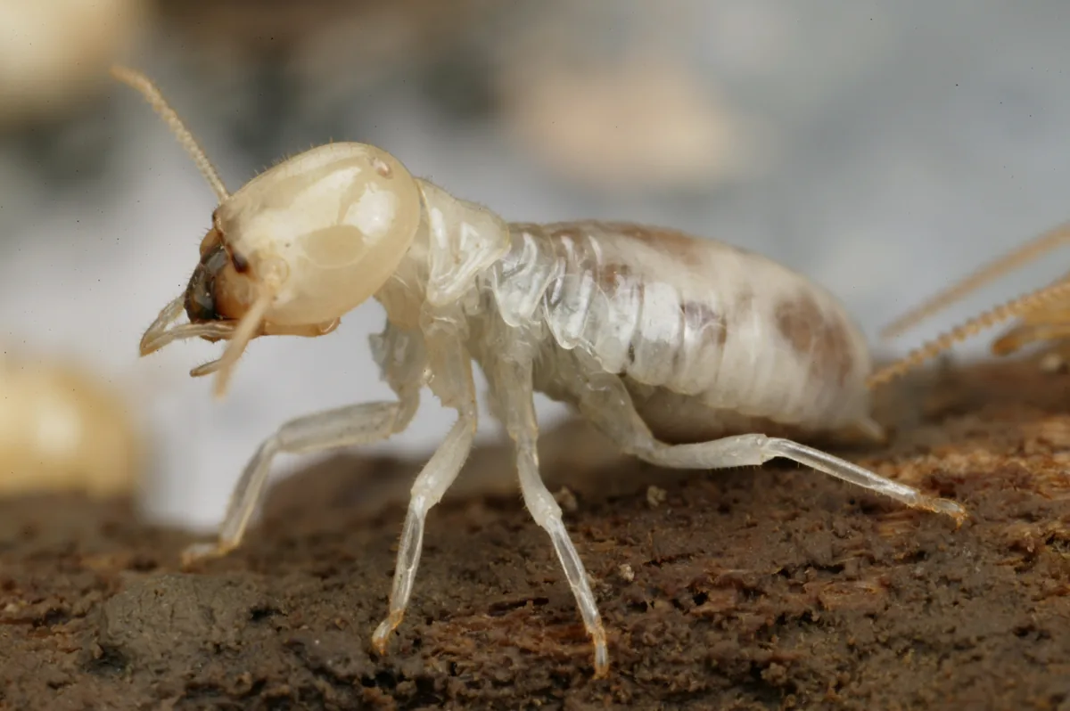 Hybrid Termites Pose Threat to Florida Keys Homes