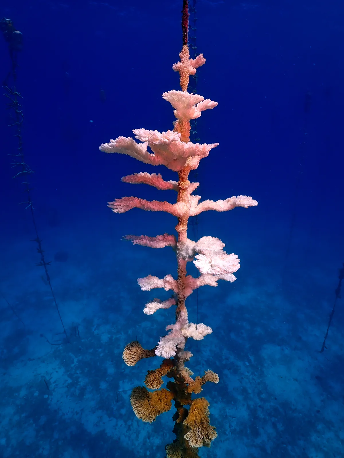 Keys Sponge Restoration Program Celebrates Five Years
