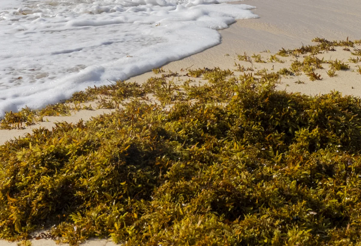 Monroe County Addresses Sargassum Influx