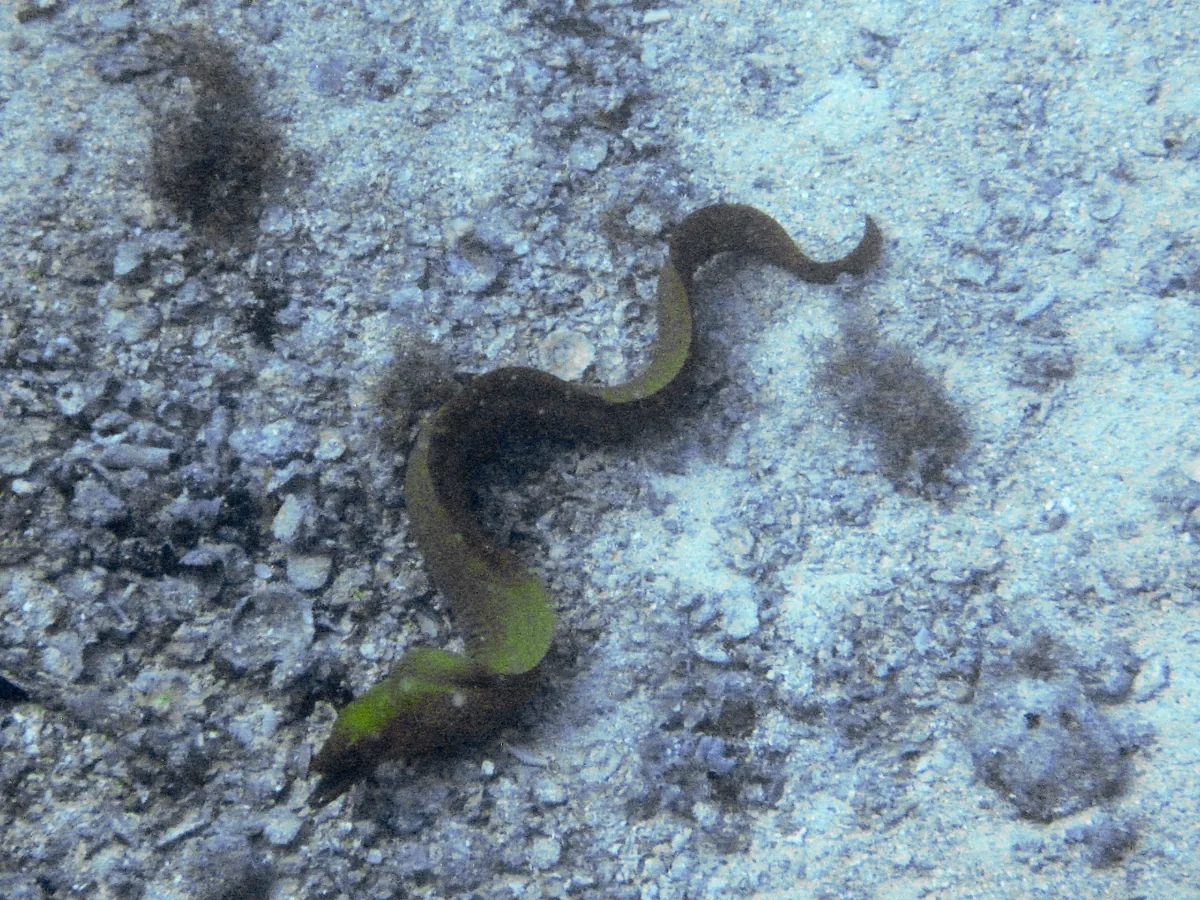Monroe County Expands Artificial Reef Program