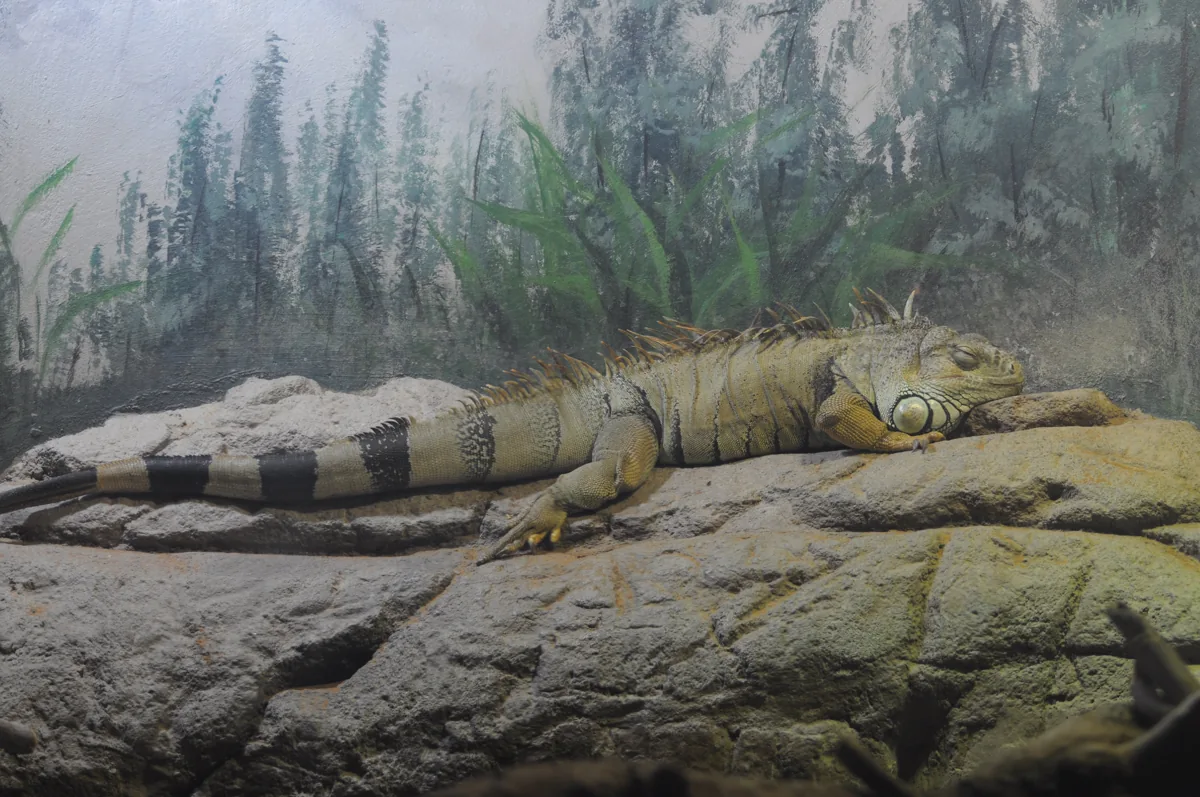 Rare Reptiles Added to Endangered Species List