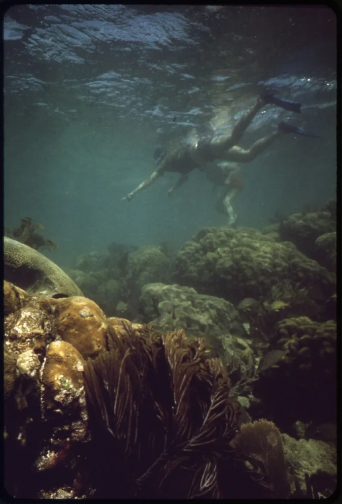 Spiny Lobster Mini-Season Begins in Florida