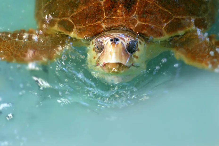 Turtle Hospital Cares for Near-Record Loggerhead